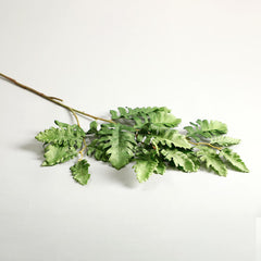 Senecio Cineraria Leaves Green Senecio Cineraria Leaves Green