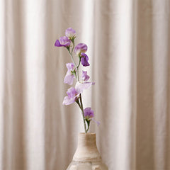 Sweetpea Light Purple Flowers Sweetpea Light Purple Flowers