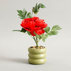 Carmine Potted Plants Carmine Potted Plants