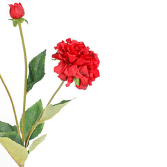 Zinnia Red Flowers Zinnia Red Flowers