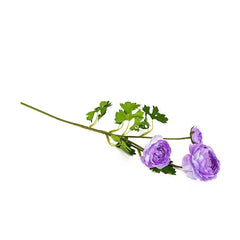 Aconitum Purple Flowers Aconitum Purple Flowers