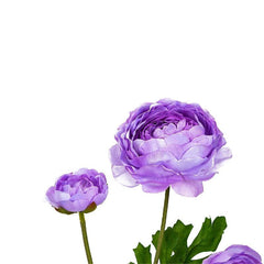 Aconitum Purple Flowers Aconitum Purple Flowers