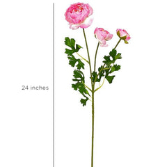 Aconitum Pink Flowers Aconitum Pink Flowers