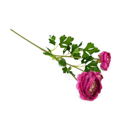 Aconitum Fuchsia Flowers Aconitum Fuchsia Flowers