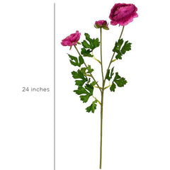 Aconitum Fuchsia Flowers Aconitum Fuchsia Flowers