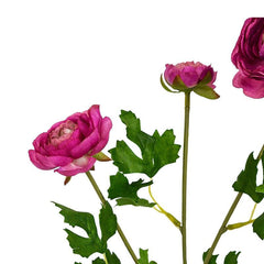 Aconitum Fuchsia Flowers Aconitum Fuchsia Flowers
