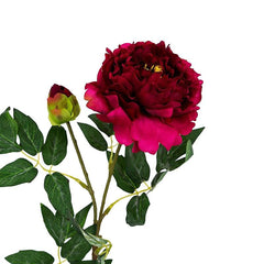 Peony Red Flowers Peony Red Flowers