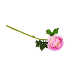 Aconitum Pink Flowers Aconitum Pink Flowers