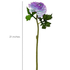 Aconitum Blue Flowers Aconitum Blue Flowers