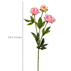 Peony Pink Flowers Peony Pink Flowers