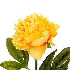 Peony Tangerine Orange Flowers Peony Tangerine Orange Flowers