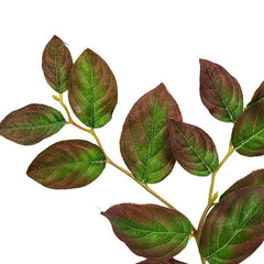 Isabah Leaf Isabah Leaf