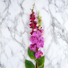 Sm Orchid X8 Sm Orchid X8