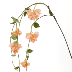 Bougainvillea Vine Flower Bougainvillea Vine Flower