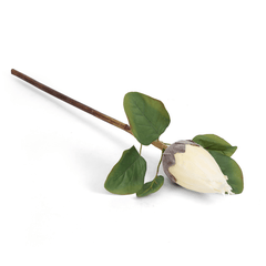 Protea Flower Bud Protea Flower Bud