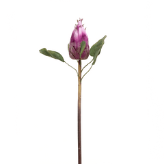 Protea Flower Bud Purple Protea Flower Bud Purple