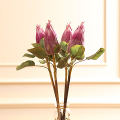 Protea Flower Bud Purple Protea Flower Bud Purple