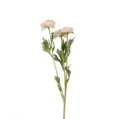 Ranunculus Flower Small Ranunculus Flower Small