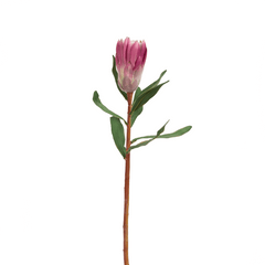 Princess Protea Flower Princess Protea Flower