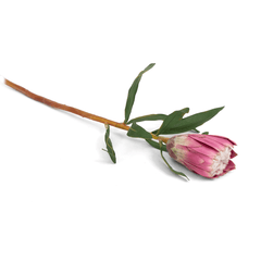 Princess Protea Flower Princess Protea Flower