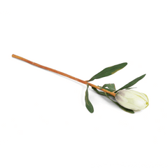 Princess Flower Bud Green Princess Flower Bud Green