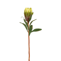 Queen Protea Flower Bud Green Queen Protea Flower Bud Green