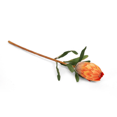 Queen Protea Orange Flower Bud Queen Protea Orange Flower Bud