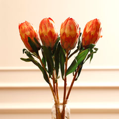 Queen Protea Orange Flower Bud Queen Protea Orange Flower Bud