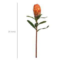 Queen Protea Orange Flower Bud Queen Protea Orange Flower Bud