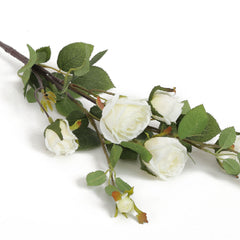 Pearl Cabbage Rose Flowers Pearl Cabbage Rose Flowers