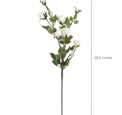 Pearl Cabbage Rose Flowers Pearl Cabbage Rose Flowers