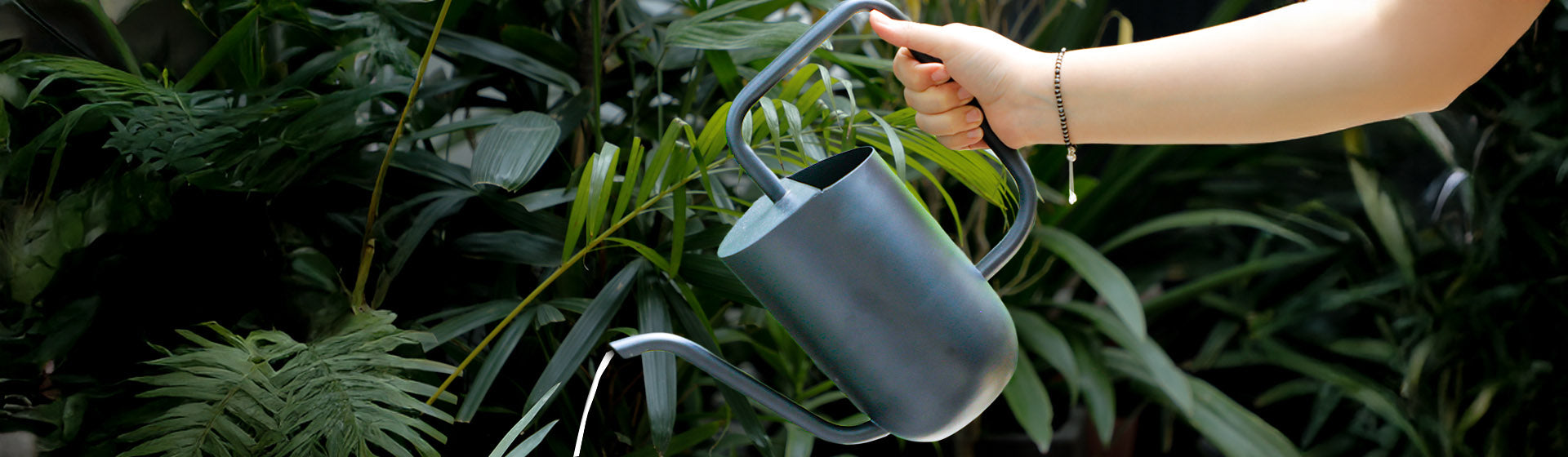 Watering Can_desktop