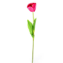 Tulip X1 Flower Tulip X1 Flower