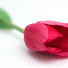 Tulip X1 Flower Tulip X1 Flower