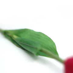 Tulip X1 Flower Tulip X1 Flower