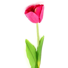 Tulip X1 Flower Tulip X1 Flower