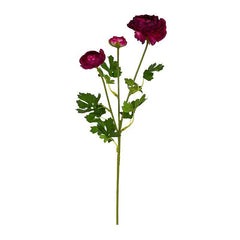 Aconitum Magenta  Flowers - Home4u Aconitum Magenta  Flowers - Home4u
