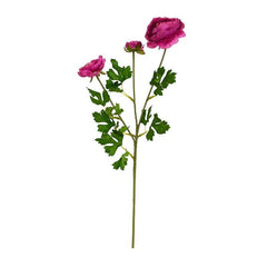 Aconitum Fuchsia Flowers Aconitum Fuchsia Flowers