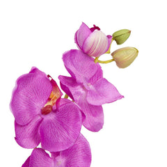 Sm Orchid X8 Sm Orchid X8