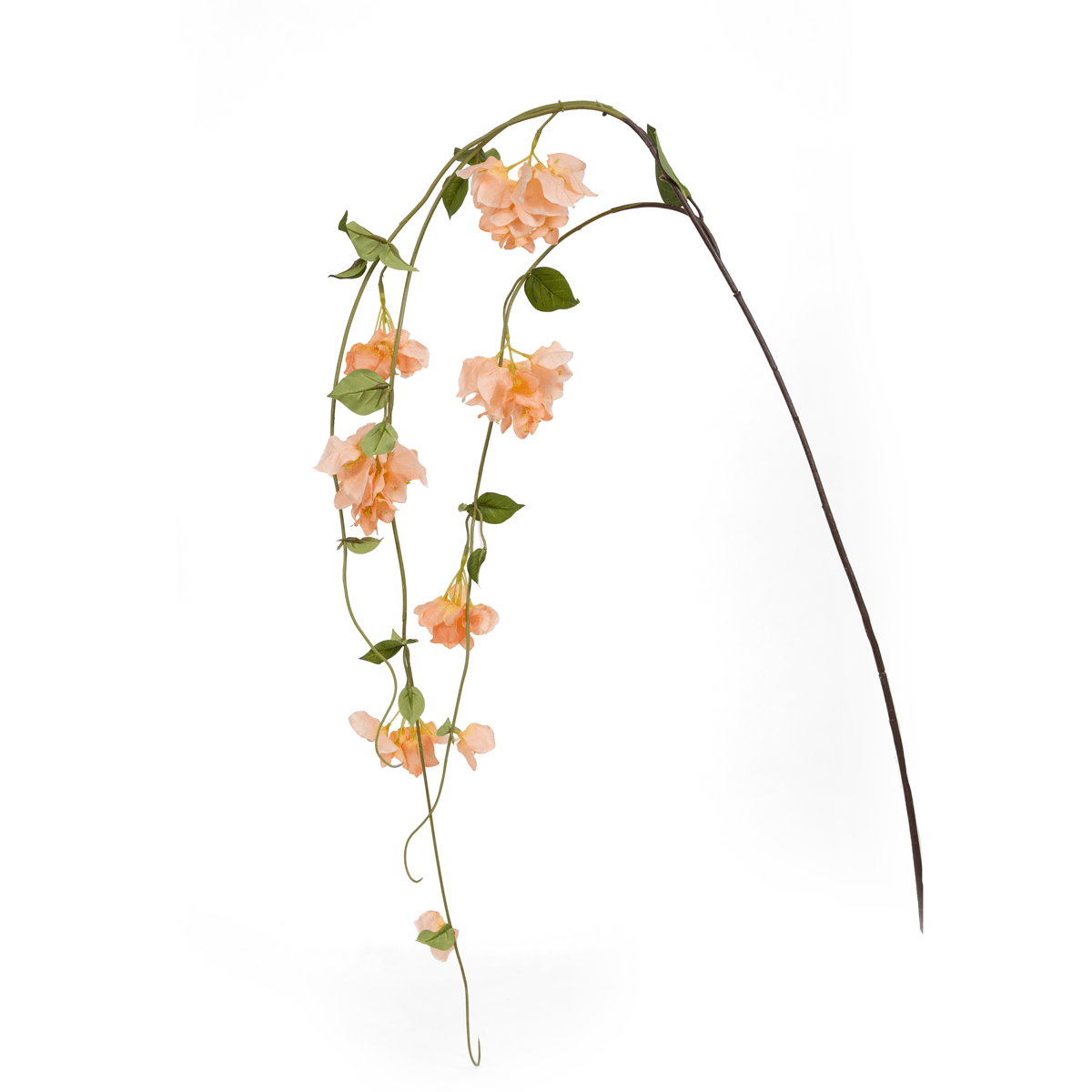Bougainvillea Vine Flower - Home4u Bougainvillea Vine Flower - Home4u
