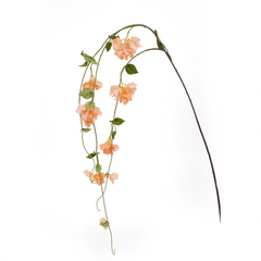 Bougainvillea Vine Flower - Home4u Bougainvillea Vine Flower - Home4u