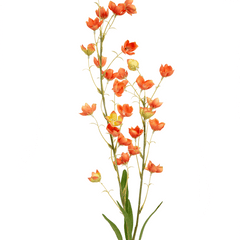 Bellflower - Home4u Bellflower - Home4u