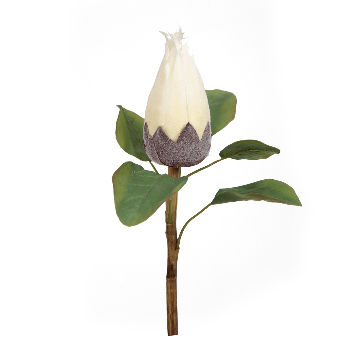 Protea Flower Bud - Home4u Protea Flower Bud - Home4u