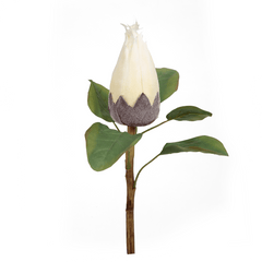 Protea Flower Bud - Home4u Protea Flower Bud - Home4u