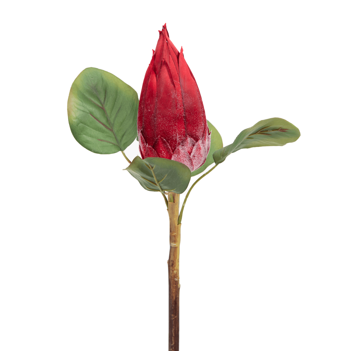 Protea Flower Bud Red - Home4u Protea Flower Bud Red - Home4u