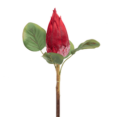 Protea Flower Bud Red - Home4u Protea Flower Bud Red - Home4u