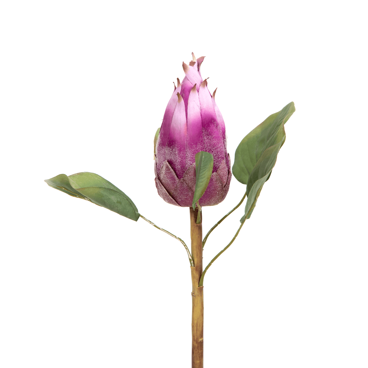 Protea Flower Bud Purple - Home4u Protea Flower Bud Purple - Home4u