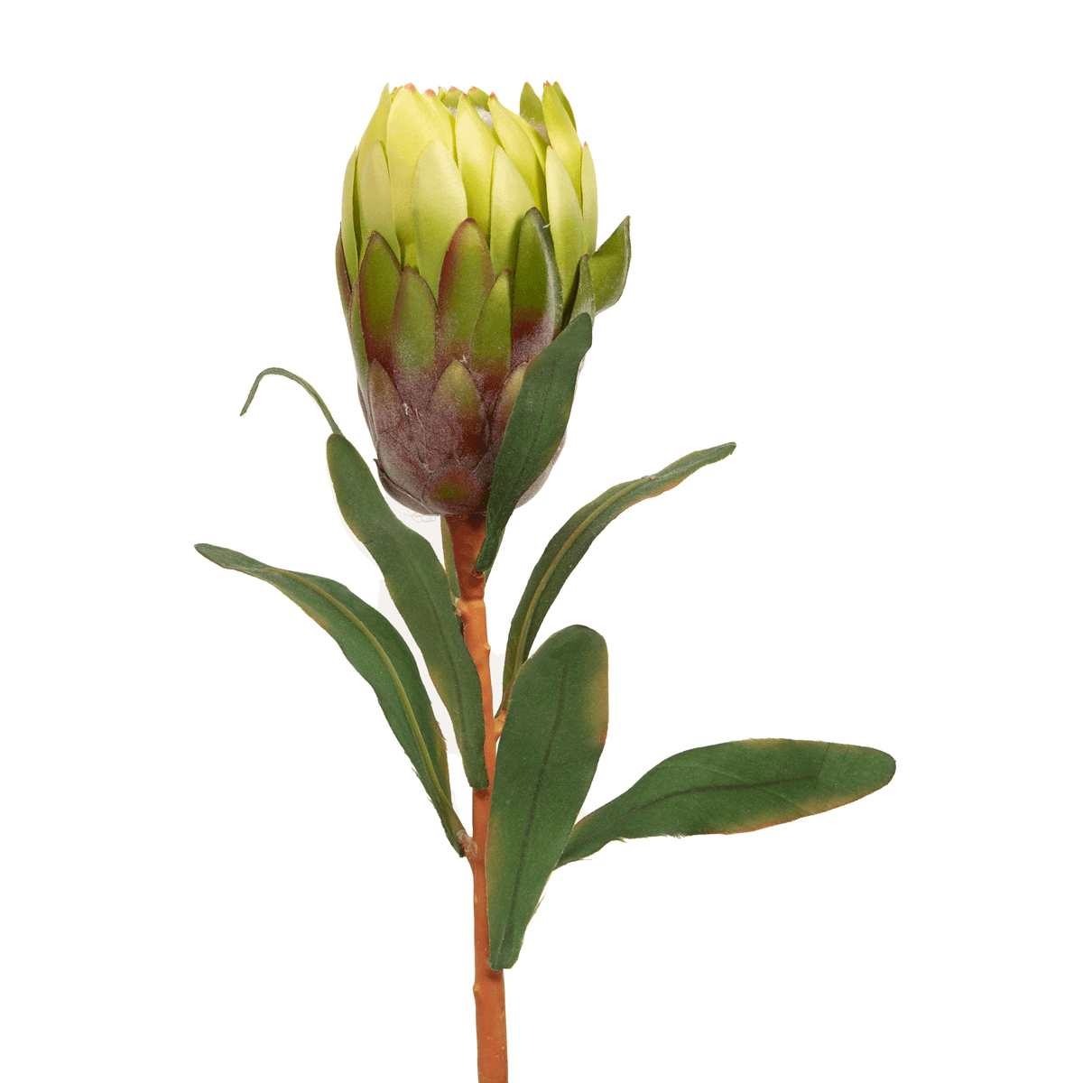 Queen Protea Flower Bud Green - Home4u Queen Protea Flower Bud Green - Home4u