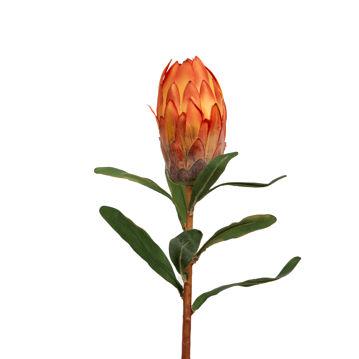 Queen Protea Orange Flower Bud - Home4u Queen Protea Orange Flower Bud - Home4u