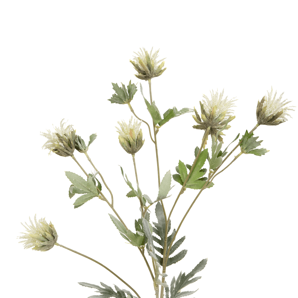 Thistle Flower White - Home4u Thistle Flower White - Home4u